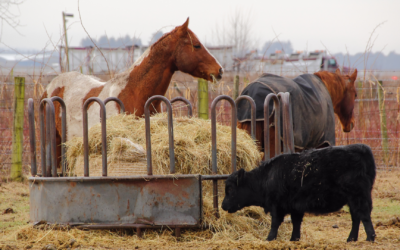 Livestock Care During a Disaster