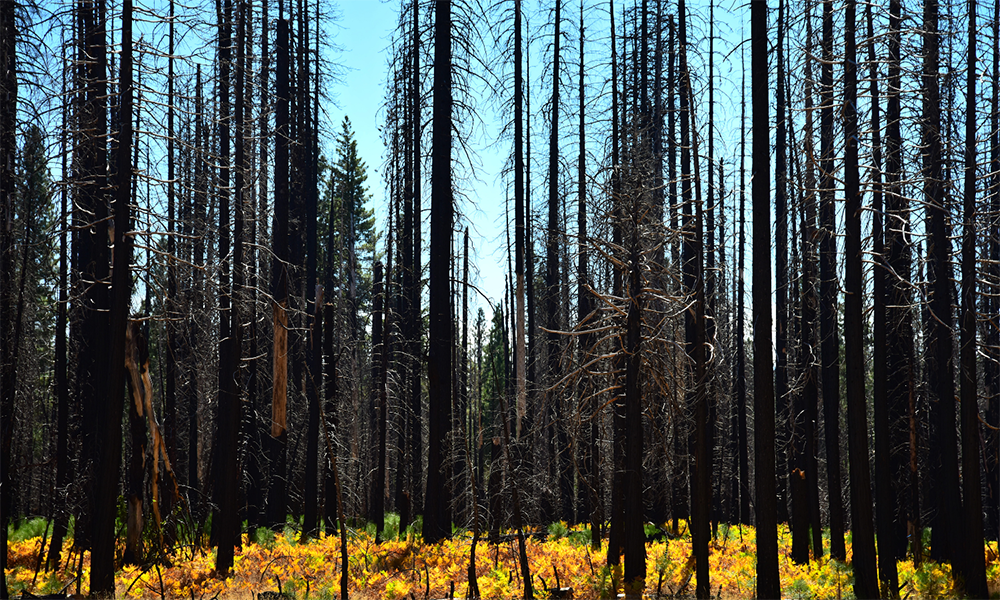 Trees after forest fire