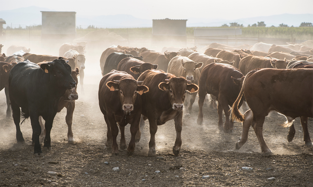 Livestock Care Before a Disaster