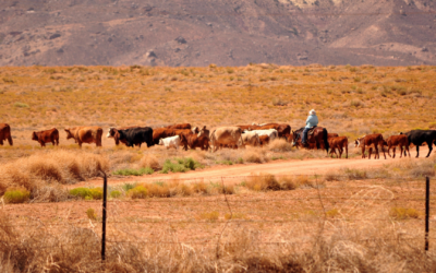 USDA Livestock Indemnity Program