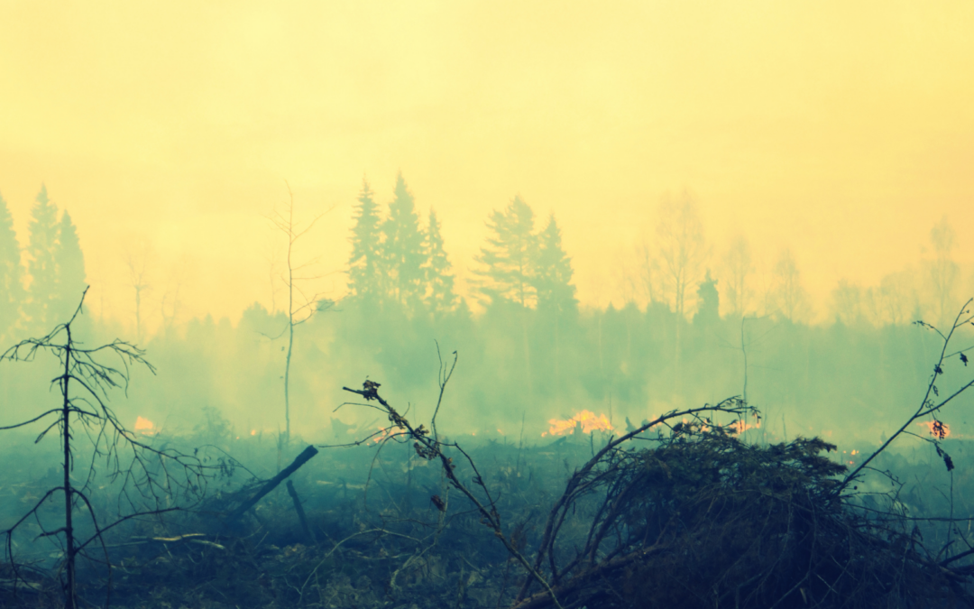 Wildfires, Smoke and Livestock