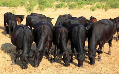 Alternative Feeds for Cattle During Drought
